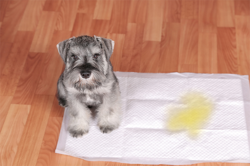puppy and pee pad